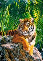 Тигр на отдыхе