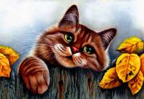 Кот на заборе