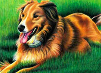 Пес в траве