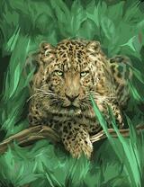 Леопард в зеленой траве 