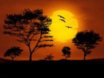 Птицы на закате