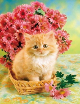 Рыжий котёнок в корзине с герберами