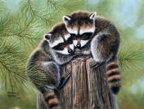 Малыши еноты