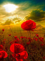 Маки в закате 