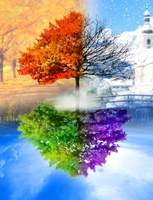 Алмазная вышивка Номерашка &laquo;Четыре сезона одного дерева&raquo;