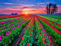 Большое поле тюльпанов