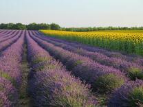 Цветущее поле