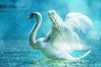 Белый лебедь