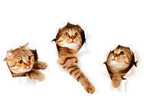 Котята прорываются сквозь лист бумаги