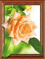 Чайная роза с каплями росы