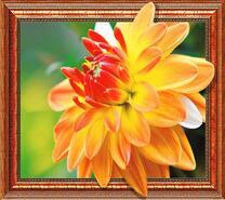 Оранжевый георгин