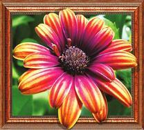 Королевская гербера