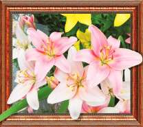 Розовые королевские лилии