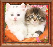 Два котенка в кувшине