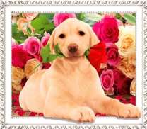 Щенок с цветком в зубах на фоне роз