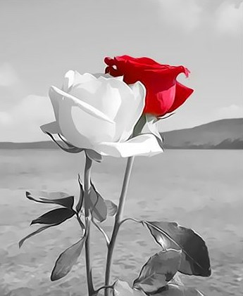 Купить белая и красная роза на фоне моря за 670 руб. в Москве