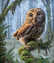 Мудрая совушка