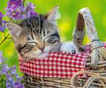 Котенок спит в корзинке