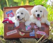 Щенки лабрадора в чемодане