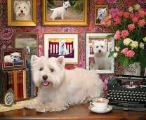 Белая болонка лежит на рабочем столе