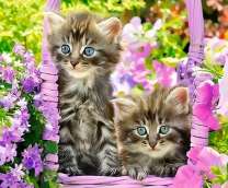 Пара котят в сиреневых цветах