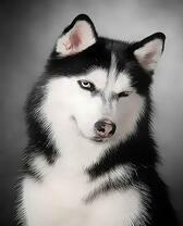 Хаски подмигивает