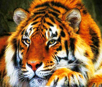 Большой пушистый тигр