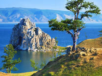 Одинокий кедр на берегу Байкала