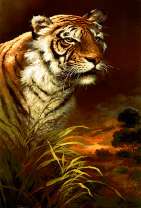 Тигр в ожидании добычи