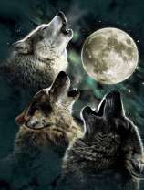 Волчьи песни в полнолуние