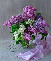 Пахучая сирень