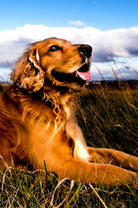 Ушастая собака в поле