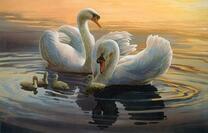 Семья лебедей