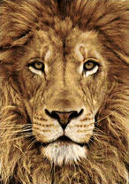 Внимательный взгляд царя зверей