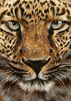 Грозный взгляд леопарда