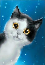 Черно-белый котёнок на фоне ночного неба