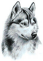 Портрет хаски с черно-белом цвете