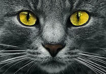 Серая кошечка с желтыми глазами