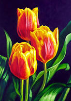 Куст с тремя яркими тюльпанами