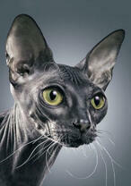 Милый котёнок сфинкса