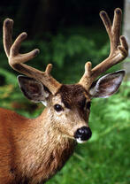 Грациозный олень с красивыми рогами