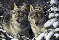 Два больших волка на охоте в снежном лесу