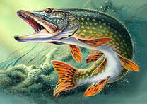 Большая щука в речной воде