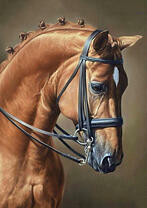 Сильный конь с красивой гривой