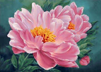 Цветы чайной розы крупным планом