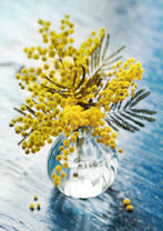 Красивая мимоза в прозрачной вазе