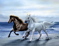 Черная и белая лошади на морском берегу