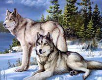 Два сильных волка на снегу у леса