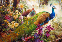 Пара павлинов в цветущих тропиках