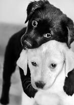 Черный и белый щеночки